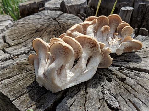 Oyster Mushrooms Pleurotus Species