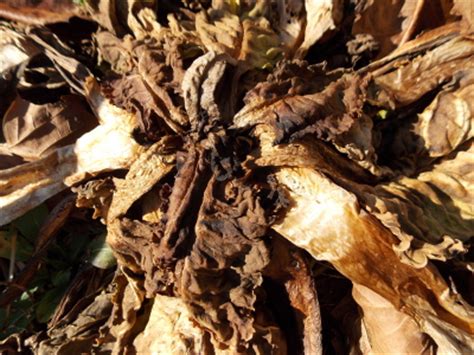 To freeze swiss chard for easy use later on, you must blanch it. The most cold hardy greens