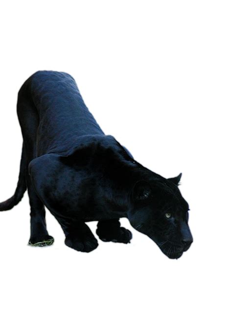 Panther clipart black jaguar, Panther black jaguar Transparent FREE for 