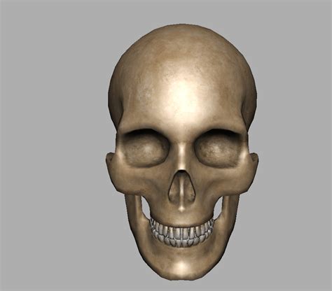 Human Skull 3d Model Realtime 3d Models World
