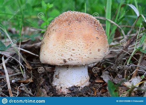 One Single Specimen Of Amanita Rubescens Or Blusher Mushroom Stock