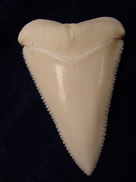 Modern Great White Shark Tooth Teeth For Sale