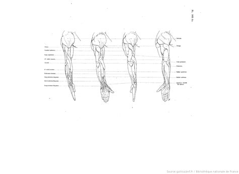 Anatomie Artistique Planches Description Des Formes Extérieures Du