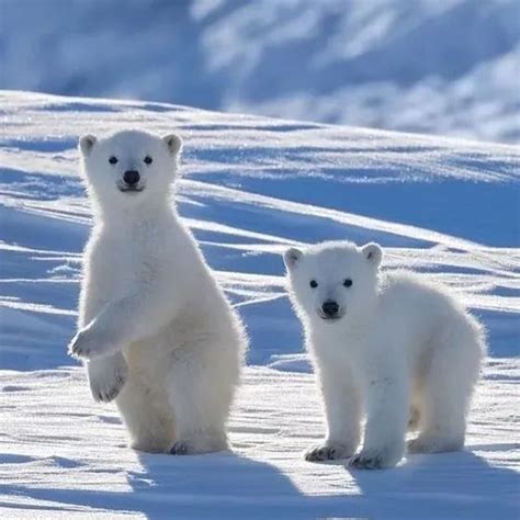 Imagen En We Heart It In 2020 Cute Polar Bear Cute Baby Animals