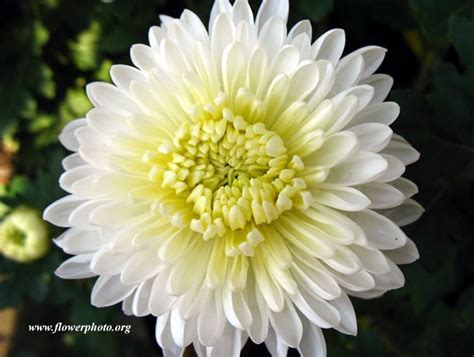 Some flowers, like mums, arrive fully open. white mums - table arrangemt** | Mums flowers, White mums ...