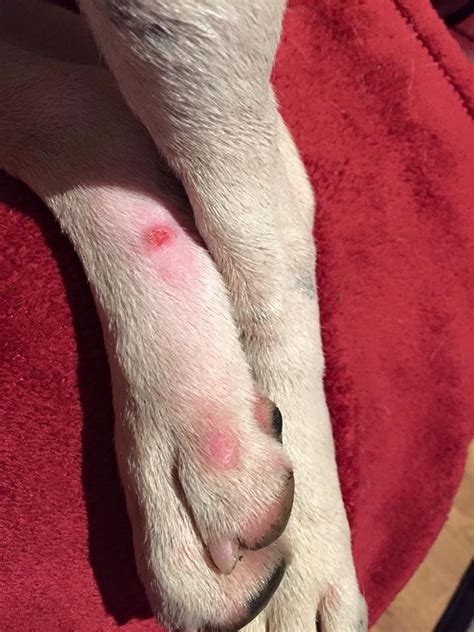 Dog Paw Yeast Infection Pictures Ustrendi