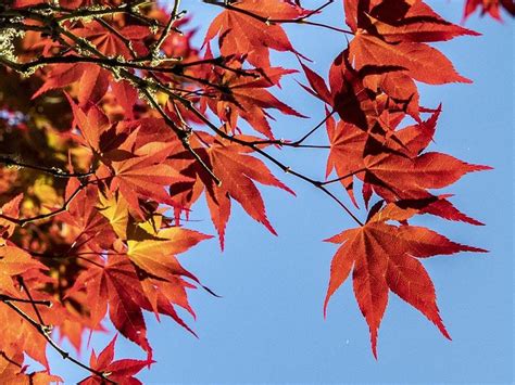 Experts Issue Red Warning Over Maple Tree Species At Risk Of Extinction