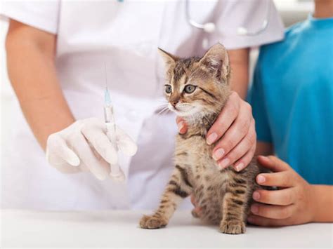 What Is Ketoacidosis In Cats Health Care