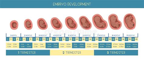 Embarazo 6 Meses Estadios De Desarrollo Proceso De Crecimiento Fetal