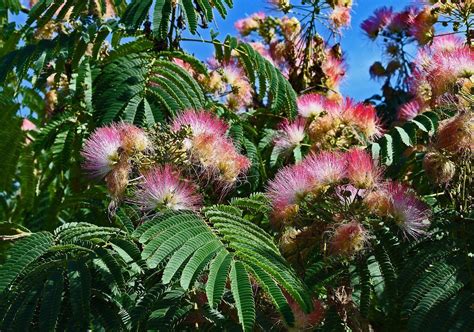 Mimosa Trees Otherwise Known As Persian Silk Trees And Officially