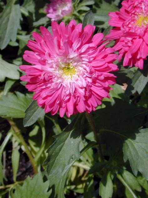 China Aster Potn Patio Mixture Callistephus Chinensis