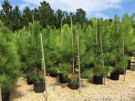 Pine Loblolly Pinus Taeda Trees To Plant Fast Growing Evergreens