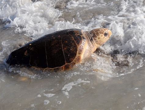 Seaworld Orlandos Animal Rescue Team Releases Loggerhead Sea Turtle