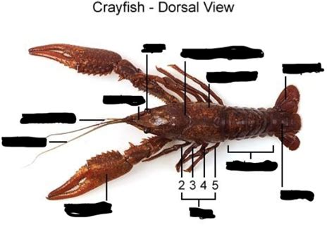 Crayfish Dorsal View Diagram Quizlet