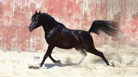 Arabian Black Stallion Mw Ascher Hd Youtube