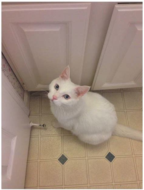 3282017 Lost White Male Cat Bloomington Il Lost And Found Pets Of