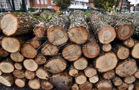 Gjilanasi Gjobitet Me 300 Euro La Drutë Në Trotuar Para Shtëpisë