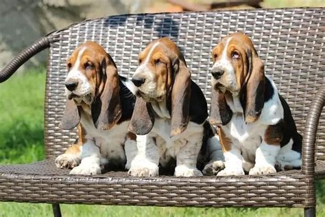 12 Signs You Are A Crazy Basset Hound Person