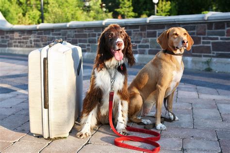 Maybe you would like to learn more about one of these? 5 Expert Travel Tips for Dog Owners: What to Consider Before You Go