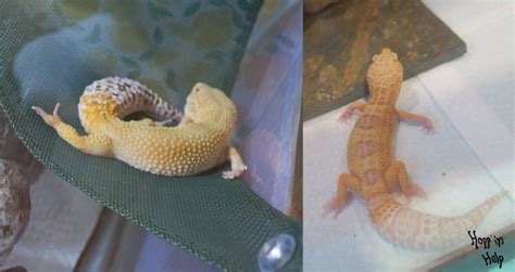 Leopard Gecko Care Sheet Hoppin Help