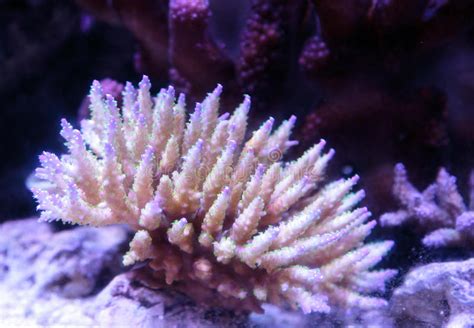 Pink Tipped Staghorn Acropora Coral Stock Image Image Of Ocean