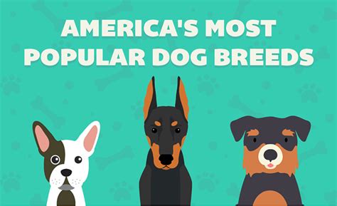 Americas Most Popular Dog Breeds By State