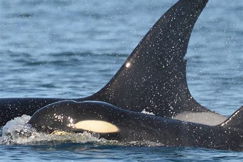 A Look At The Issues With Southern Resident Orcas The Journal Of The