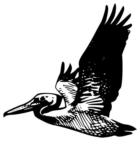 Clipart Flying Pelican