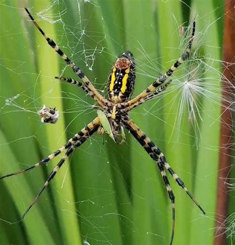 Argiope Aurantia Black And Yellow Garden Spider Usa Spiders