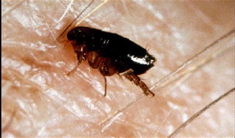Do flea bites on humans itch? Fr Ray Blake's Blog: Crocodiles, Snakes and Lice and Fleas