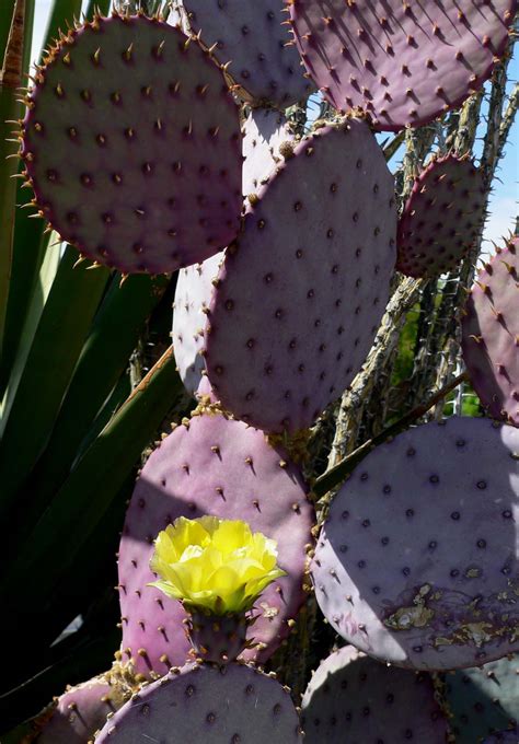 5 seeds purple green santa rita cactus opuntia chlorotica gosseliniana pad nopal. กระบองเพชร Cactus;แคคตัส และสวนถาด: กระบองเพชร Opuntia ...