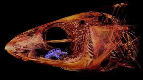 Behold The Parasite That Eats — And Then Becomes — A Fishs Tongue