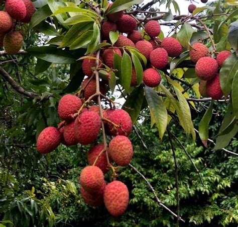 Lychee Seeds Litchi Chinensis Litchi Lychi Soapberry Etsy