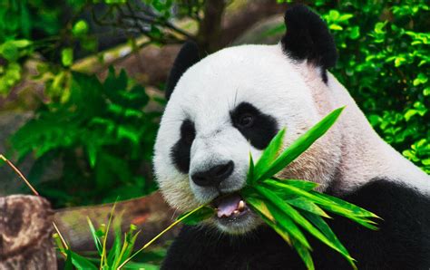 Jul 25, 2021 · pandas documentation¶. Getting Started with InfluxDB and Pandas | Blog | InfluxData