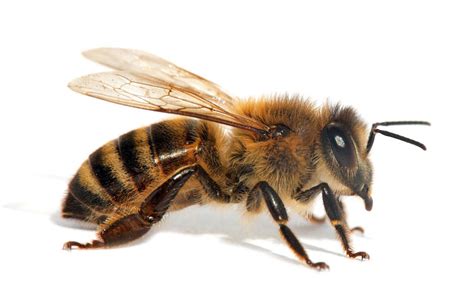 An insect, as a bumblebee or honeybee; Honey Bees Pollinate Trade Opportunities - TradeVistas