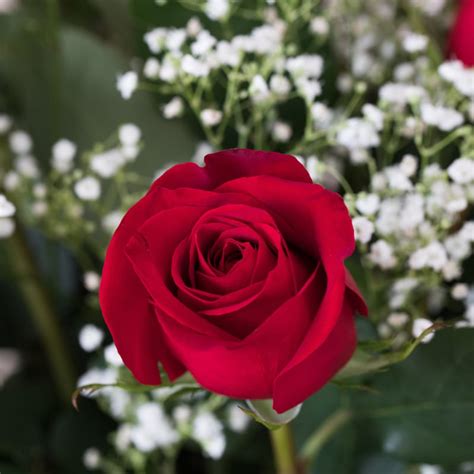Valentines Day Masterpiece Premium Extra Long Roses Available Feb 3
