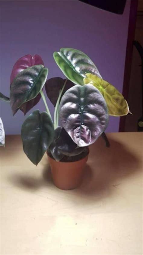 It requires water only when the soil is moist and does not require a lot of frequent repotting. Alocasia Cuprea Red Secret. Outside of EU: We will need to ...
