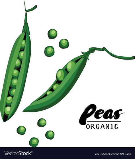 Cartoon Peas Ripe Green Vegetable Vegetarian Vector Image
