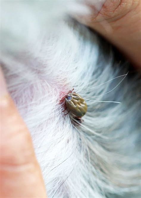 How To Remove A Tick 26 Questions Answered Head Removal Dogs
