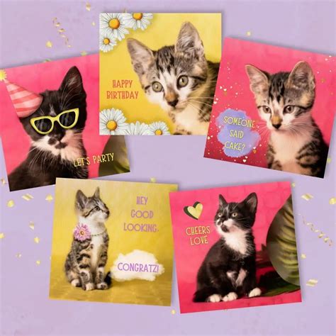 Grappige Verjaardagskaart Kat Set Van Vierkant Birthdaycards