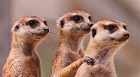 15 Cool And Fun Facts About Meerkats Yourbotswana
