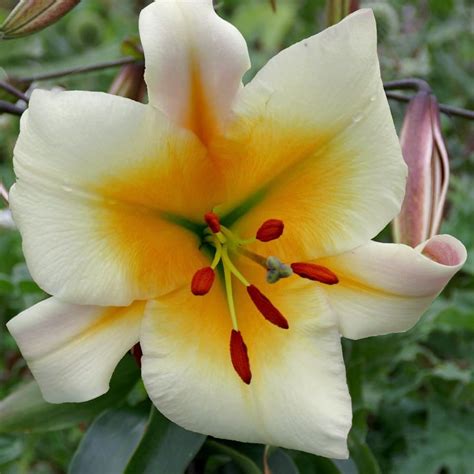 Buy Skyscraper Lily Bulb Lilium Miss Peculiar £16 Delivery By Crocus