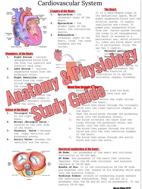 Anatomy And Physiology Study Guide In 2021 Anatomy And Physiology