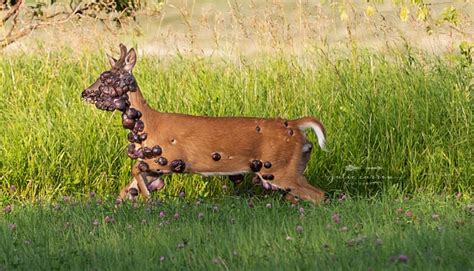 Warts And All Minnesota Deer Covered In Tumors Goes Viral Inforum