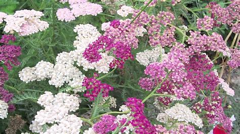 Likewise, how fast does yarrow grow? Gardening Tips : How to Grow Yarrow (Achillea) - YouTube