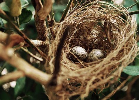 Bird Nest Caption For Instagram Sarah Blog