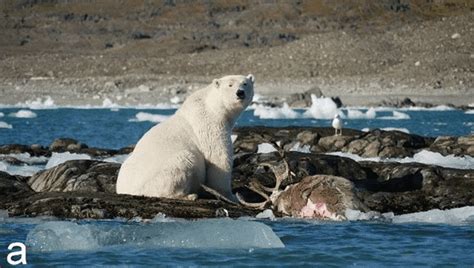 World First Footage Of Polar Bear Hunting A Reindeer Captured By