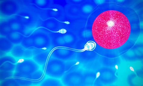 The Sperm Fertility From Mens Cum Is Directed Towards The Egg Bubble After Sex To Do Human