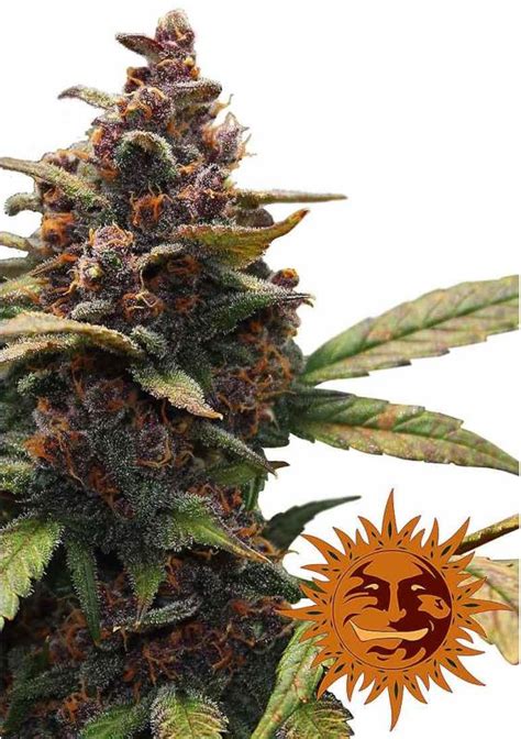 Ayahuasca purple by barney's farm is a deeply pacifying predominantly indica cross of master ayahuasca purple strain medicinal benefits and side effects. Ayahuasca Purple | Semillas de marihuana Feminizadas