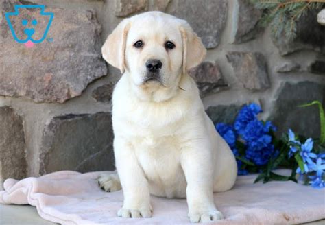 It is a solid, muscular dog, slightly longer it may be reserved with strangers unless very well socialized as puppies. Flag | Labrador Retriever - English Cream Puppy For Sale ...